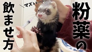 フェレットの投薬生活。薬の飲ませ方【飼育方法】