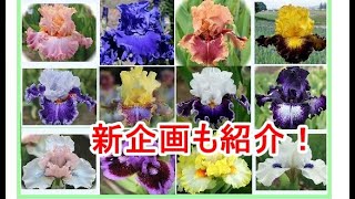 風もなく穏やかな朝のジャーマンアイリス開花状況　～今日はゆっくり撮影したので約４５分と長いです！m(__)m～