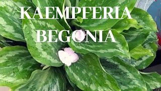 Kaempferia /peacock ginger begonia plant. Beautiful shade loving plant.