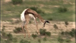 Baby springboks pronking