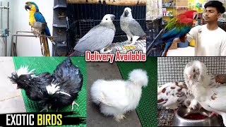 EXOTIC TAMED BIRDS SHOP IN BANGALORE | Dreamer Paul Vlog