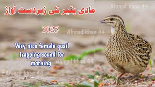 Madi batair ki awaz 2025 , female quail sound,madi batair ki kirak,bater ki awaaz,