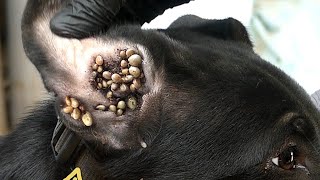 Dog tick removal