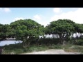 frigate birds on isla isabella