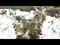 【彬彬有院】花 •139五月的雪中花园 2020年5月11，大雪纷飞，记之