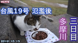 【台風１９号・氾濫後】 三日目の状況、キャットフード談議に巻き込まれる【多摩川・野良猫・餌】