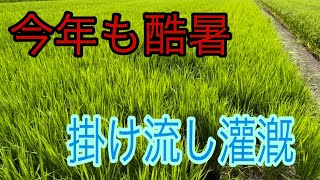 高温障害に気をつける