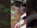 മുത്തശ്ശിയുടെ തോട്ടത്തിൽ ഇത്രയും വഴുതനങ്ങയോ....😱 shorts trending family