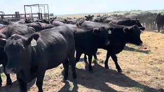 40 Purebred Angus Bred Heifers