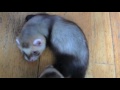 ferret baby 超かわいいフェレットの赤ちゃん！フェレット大好きママの動画