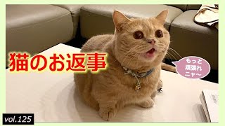 猫との関係 | 同じ家族でも態度が違う！