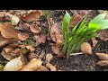 กระเทียมป่าอ่อนกำลังกินต้องรีบเก็บ ยิ่งเก็บยิ่งเยอะ picking wild garlic.12 3 23.