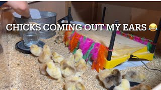 Cochin bantam hatch day and planting Sunflowers | chicken vlog