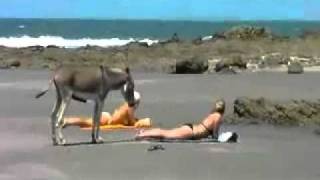 2 Girls and 1 Horny Donkey