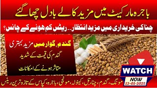 Today wheat price punjab \u0026 sindh | chana price in punjab | Moong rate updated report | Bajra price