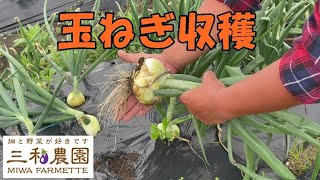 【玉ねぎ収穫】いいサイズの物がたくさん採れました！NO436（2022.4.27）