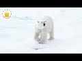 பனி விலங்குகள் snowy animals name in tamil for kids cute animals tamilarasi