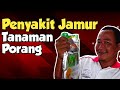 Obat Jamur tanaman porang