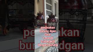 tes mental dan penjinakan burung #perkutut