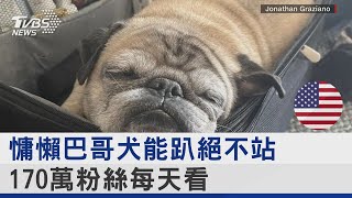 慵懶巴哥犬「麵條」能趴絕不站 吸引170萬粉絲每天看｜TVBS新聞