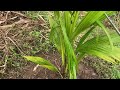 dwarf coconut farming part 16 applying liquid foliar insecticide