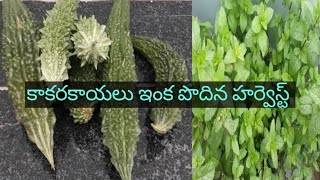 కాకరకాయలు ఇంక పొదిన హర్వెస్ట్ mini gardener vijaya