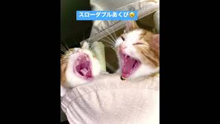 ふたり同時に大あくび！スローで撮ってみたらすごかった#shorts #猫 #cat