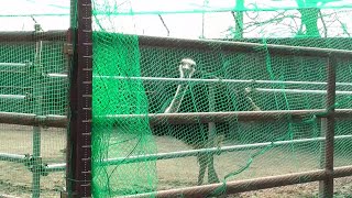 ダチョウのおじぎと叫び　Cry and bow of ostrich　（徳山動物園）