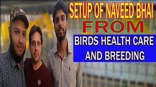 VISIT THE BIRDS SHED OF NAVEED BHAI FROM (BIRDS HEALTH CARE AND BREEDING) | URDU/HINDI