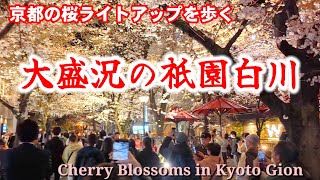 4/2(火)大盛況の祇園白川の桜ライトアップを歩く【4K】Cherry Blossoms in Kyoto Gion#舞妓さん#芸妓さん