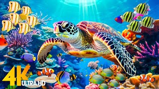 Ocean 4K - Sea Animals for Relaxation, Beautiful Coral Reef Fish in Aquarium (4K Video Ultra HD) #78