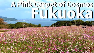 【Fukuoka/Hakata 】Walking at Nokonoshima Island（Nokonoshima Island Park, Meinohama Ferry, Cosmos etc）