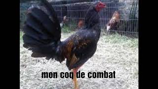 Coq de combat