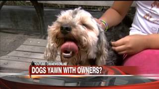 Dogs Yawn with Owners!