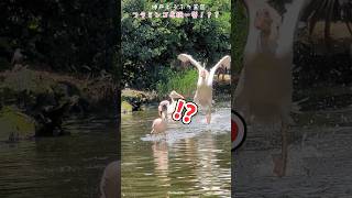 超スピードの鳥を神業で避けるフラミンゴ！？ #animals #神戸どうぶつ王国 #バードショー