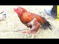 পালগাঁ মেলা palga mela 2025 মোরগ লড়াই aseel morog cock fight টিয়া ঠোঁট মোরগ 🐓🐓💯