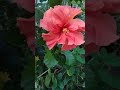 hibiscus viral new funny comedy youtubeshorts youtube viralsong viralshorts beautiful fyp