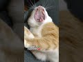 野良猫だったりぼんちゃん🎀 music song cat 野良猫関連 猫のいる暮らし 猫のいる生活 猫好きさんと繋がりたい