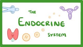 GCSE Biology - Endocrine System & Hormones  #59