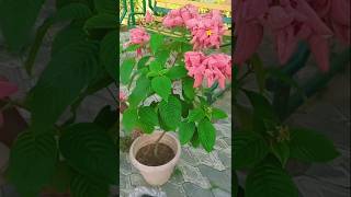 Mussaenda Flower Caring for Healthy Growth 🤗#youtubeshorts #plants #flowers