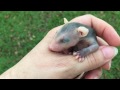 roadside opossum rescued