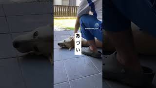 【朝5時】それでも、もう暑い　#暑い #熱中症に注意　#保護犬 #ラブラドールレトリバー