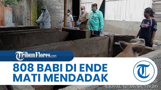 808 Babi di Ende Mati Mendadak, Enam Positif ASF