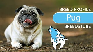 ► Pug Breed [2020] Temperament \u0026 Training