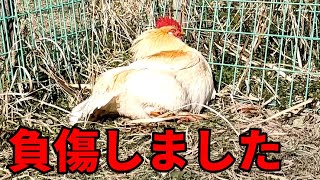 【閲覧注意】最悪です、原因不明のケガでパニックです…【悲報】 94話目