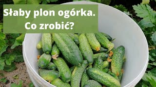 Dlaczego ogórek plonuje coraz słabiej? Co zrobić, gdy ogórek coraz słabiej plonuje?