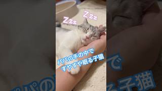 パパの腕まくらで眠る子猫 #ショート #shorts #猫 #ねこ #ネコ #子猫 #こねこ #イケメン #癒し #スコティッシュフォールド #可愛い #かわいい #cat #kitten #cute