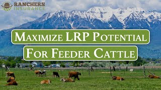 Maximize LRP Potential For Feeder Cattle