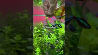 🍪🐠JBL NovoArtemio - Artemia supplement diet for all aquarium fish #shorts #meinjbl #myjbl