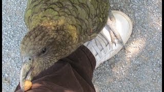 parrot kea asks crack a nut, умный попугай